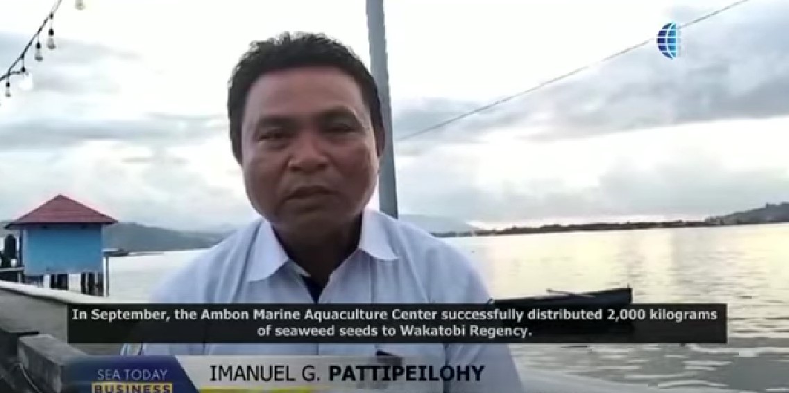 Distribusi Bantuan Bibit Rumput Laut Kultur Jaringan ke Wakatobi sebanyak 2.000 Kg
