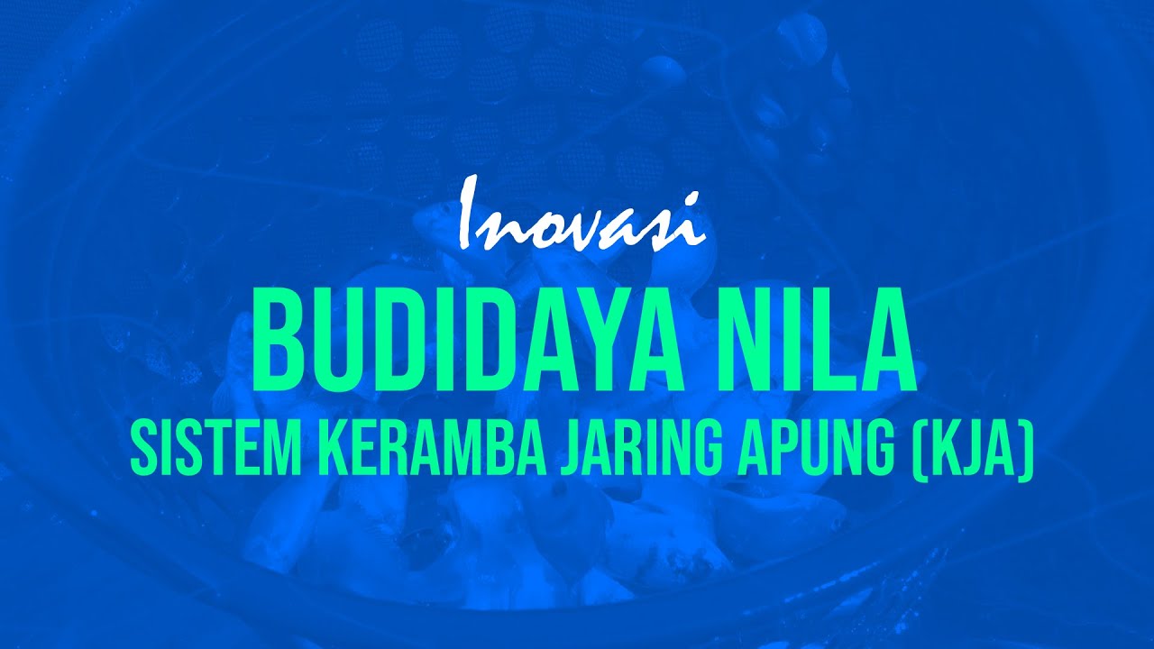 Budidaya Ikan Nila Sistem Keramba Jaring Apung