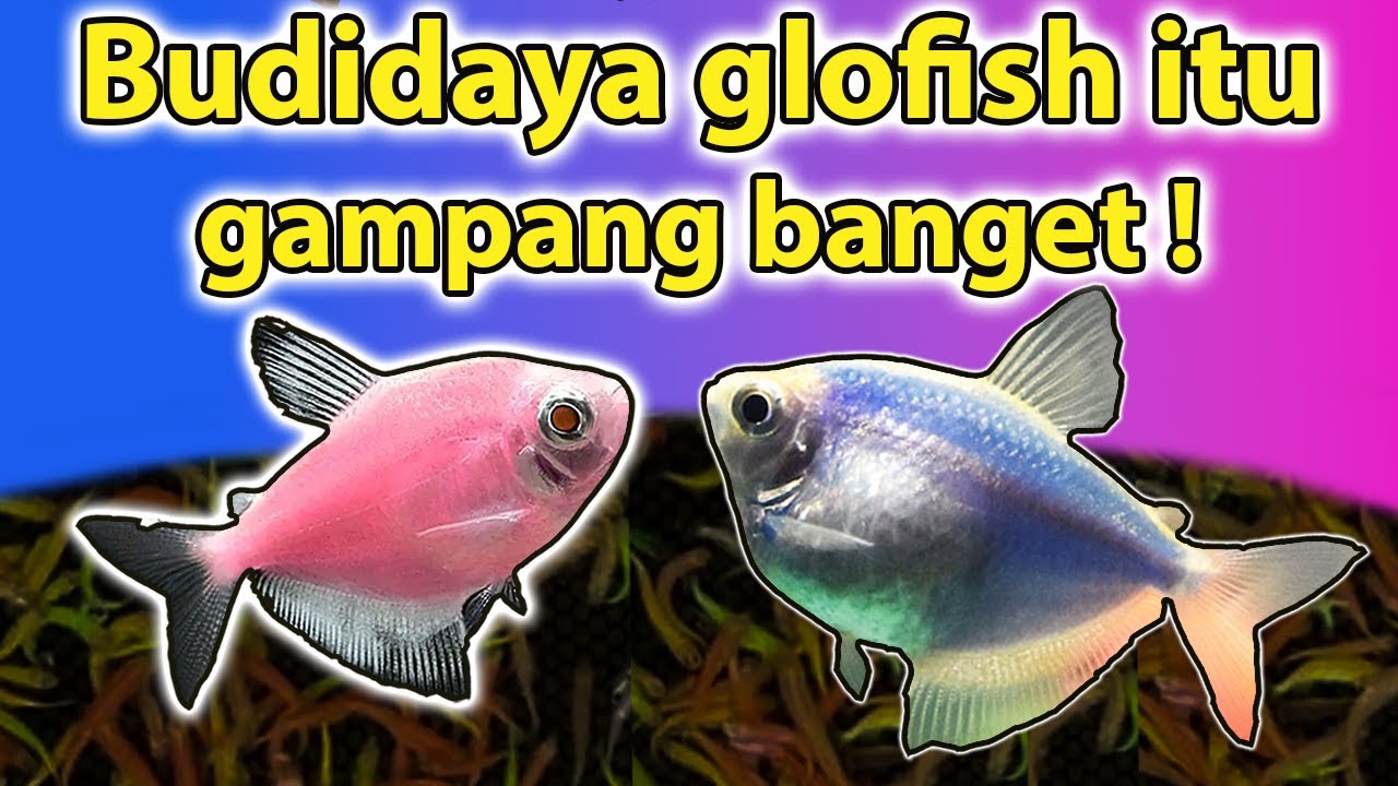 BUDIDAYA GLOWFISH TETRA