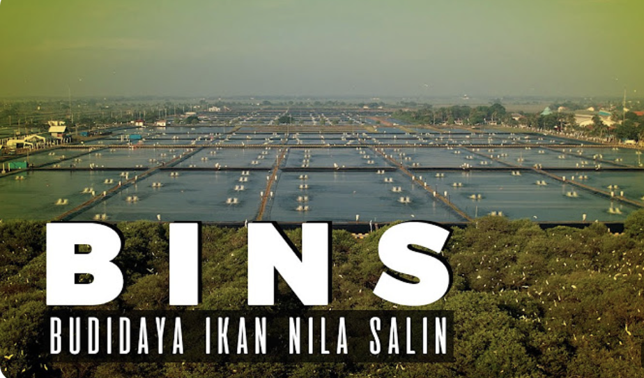 Modeling Budi Daya Ikan Nila Salin berbasis kawasan