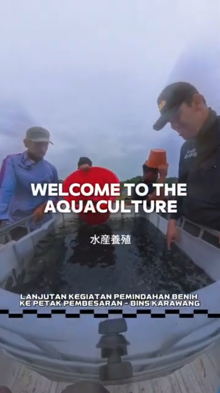 Pemindahan Benih Ikan Nila Salin ke Kolam Pembesaran