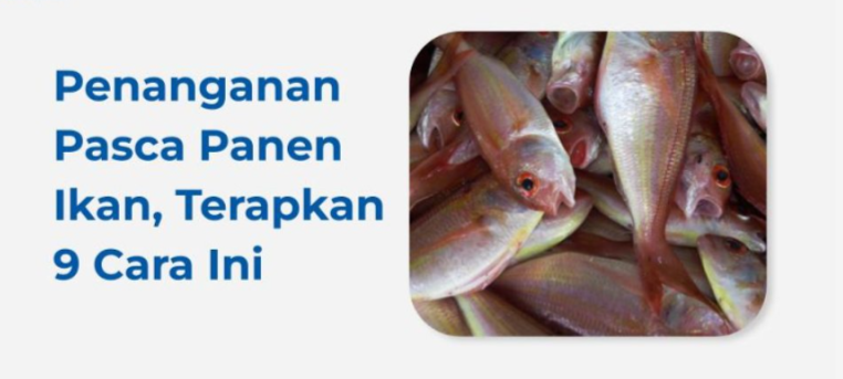 CARA PENANGANAN IKAN YANG BAIK