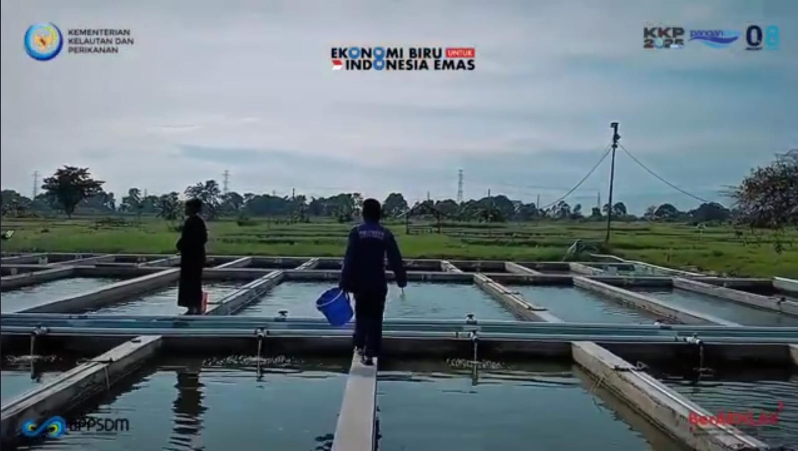 Magang di Perikanan Edisi Hatchery Nila