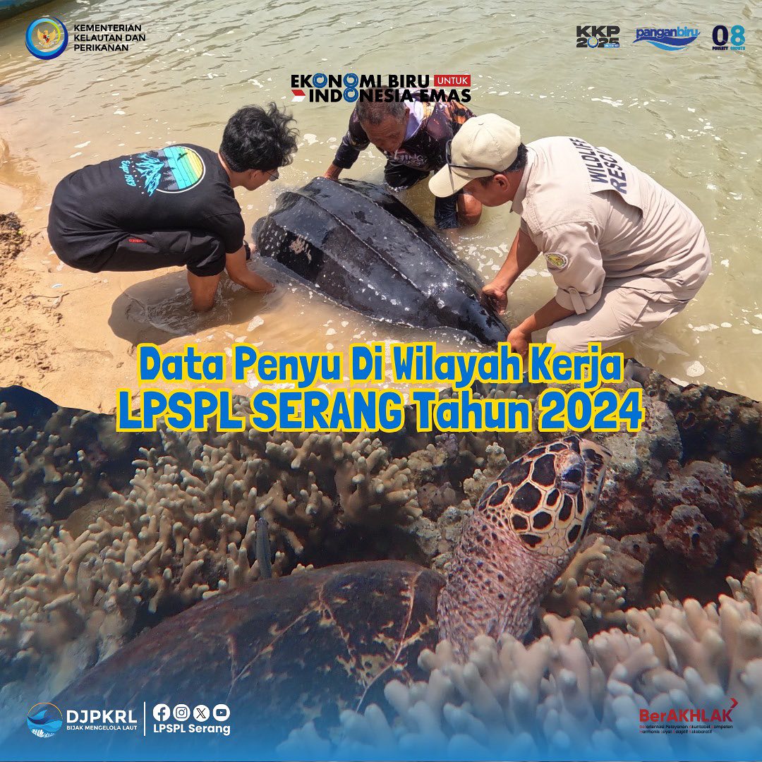 Data Penyu di Wilayah Kerja LPSPL Serang Tahun 2024
