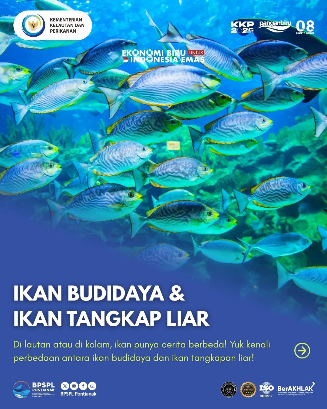 Perbedaan Ikan Budidaya dan Ikan Tangkap Liar