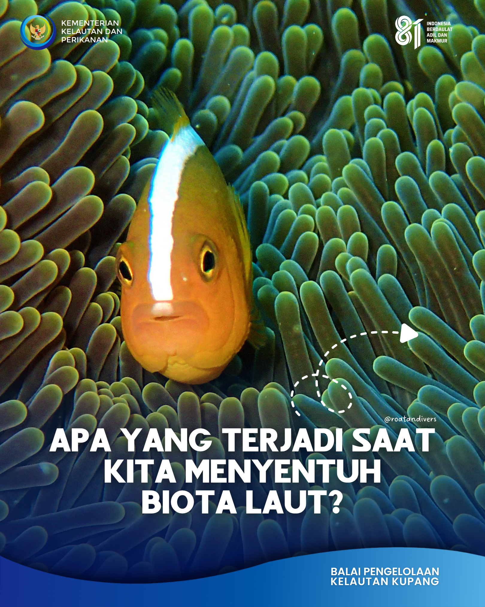 Kenapa Biota Laut Liar Tidak Boleh Disentuh