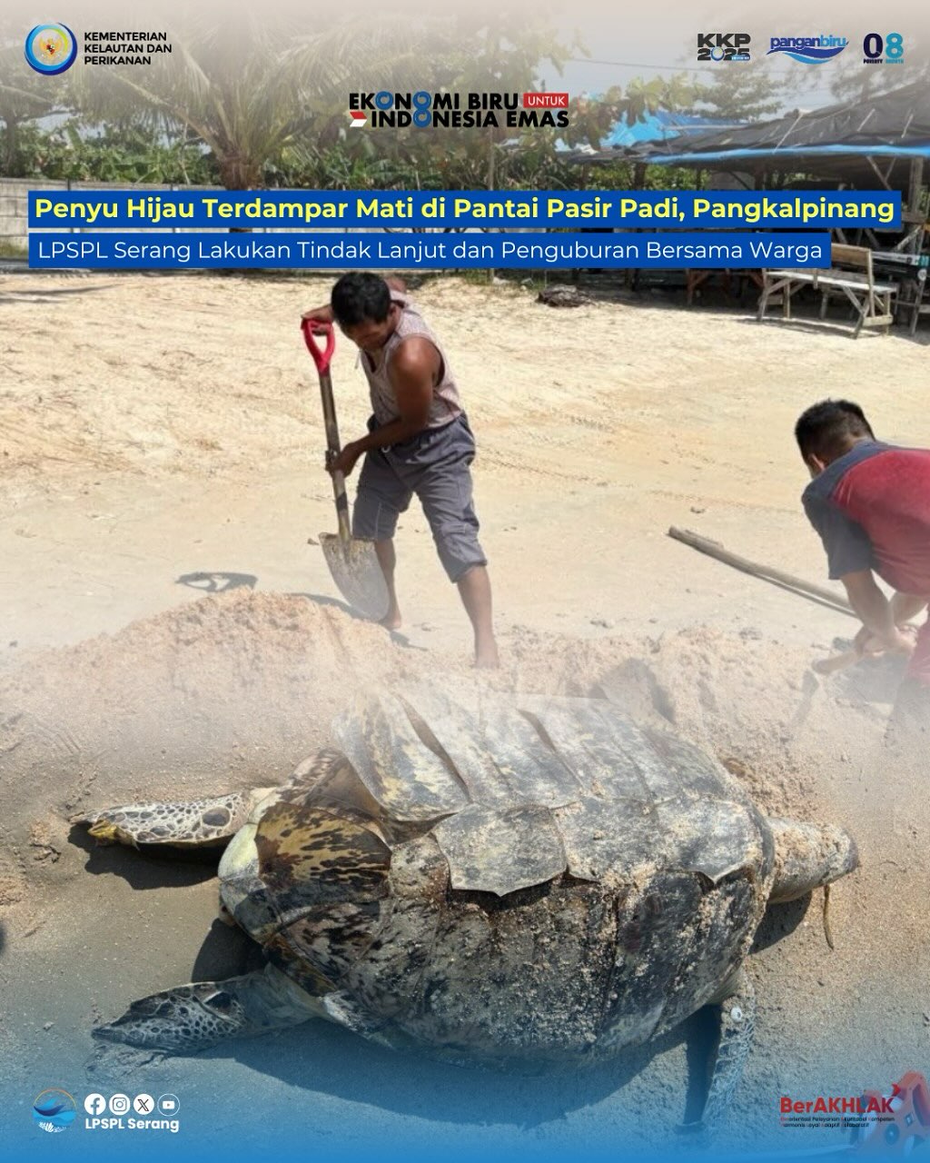 Penyu Hijau Ditemukan Mati Terdampar di Pantai Pasir Padi, Pangkalpinang