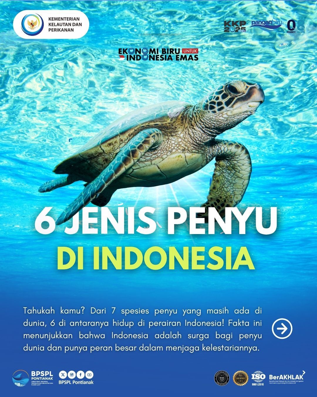 Jenis - Jenis Penyu di Indonesia