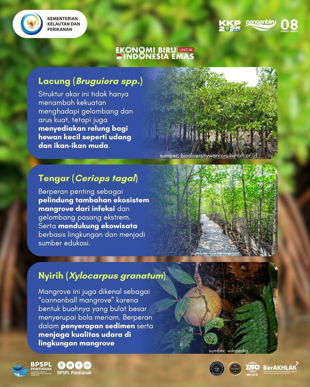 Jenis - Jenis Mangrove