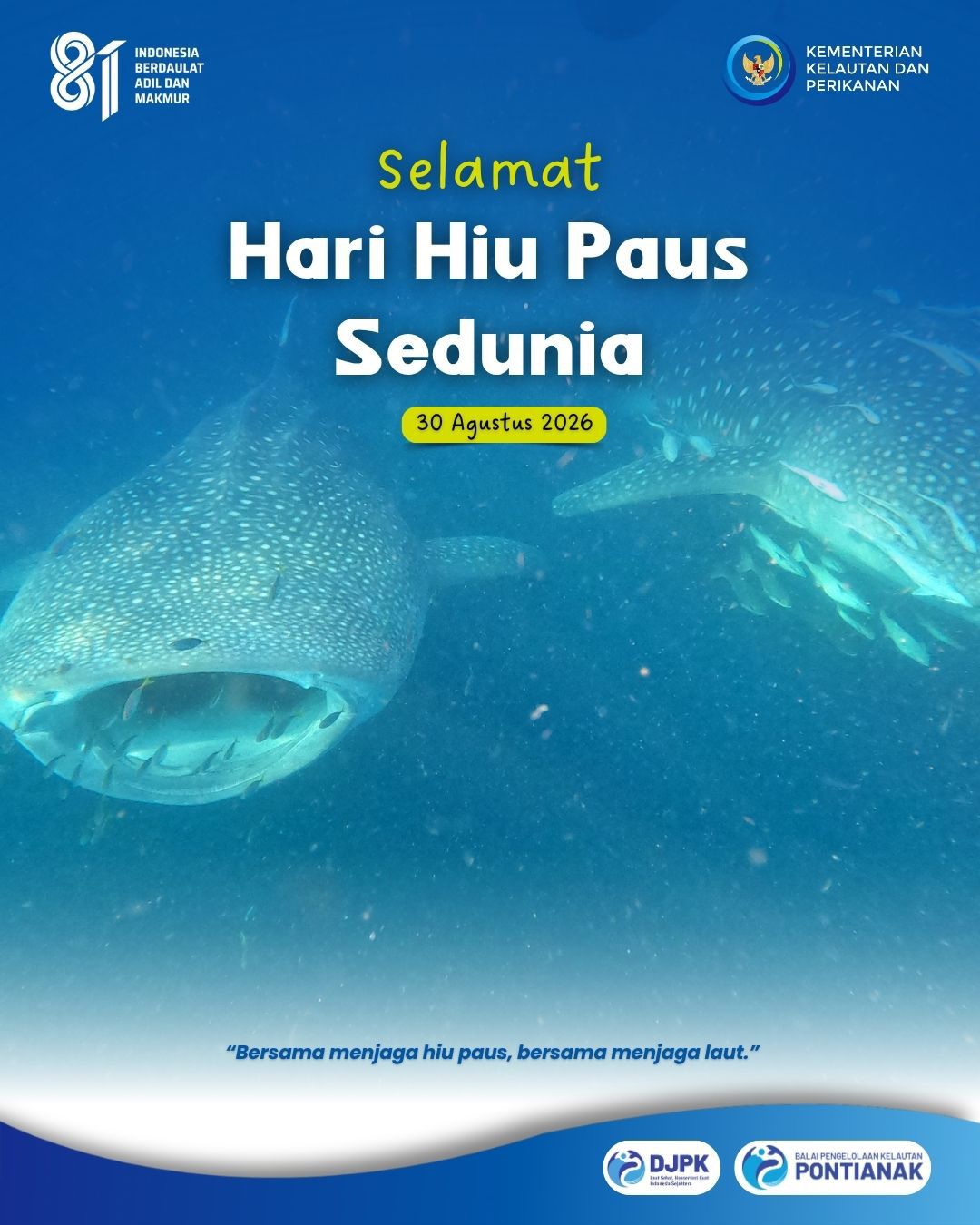 Happy International Whale Shark Day
