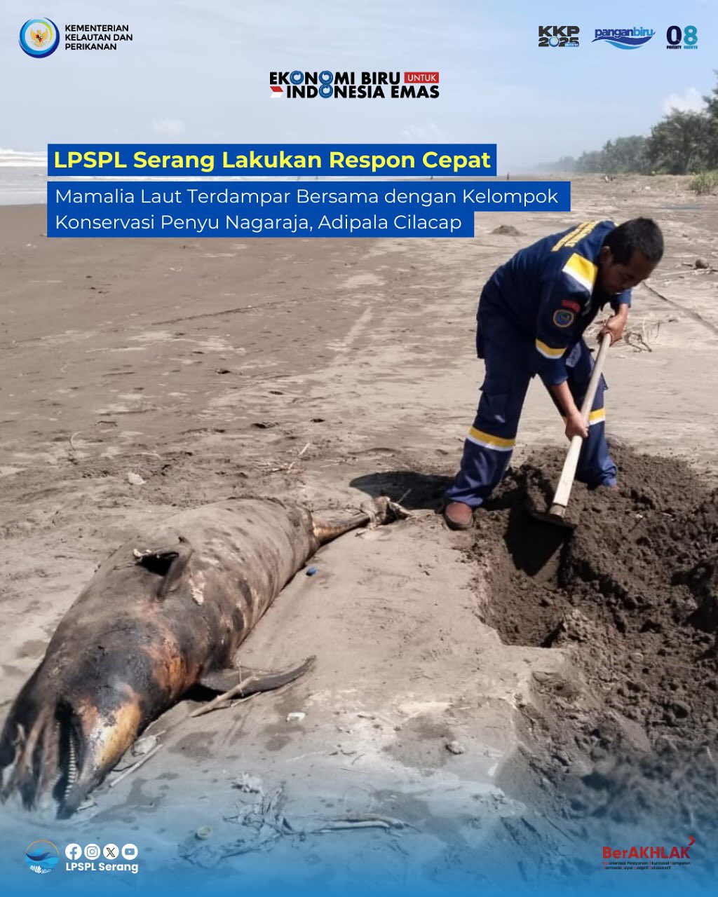 Respon Cepat Penanganan Mamalia Laut Terdampar di Cilacap