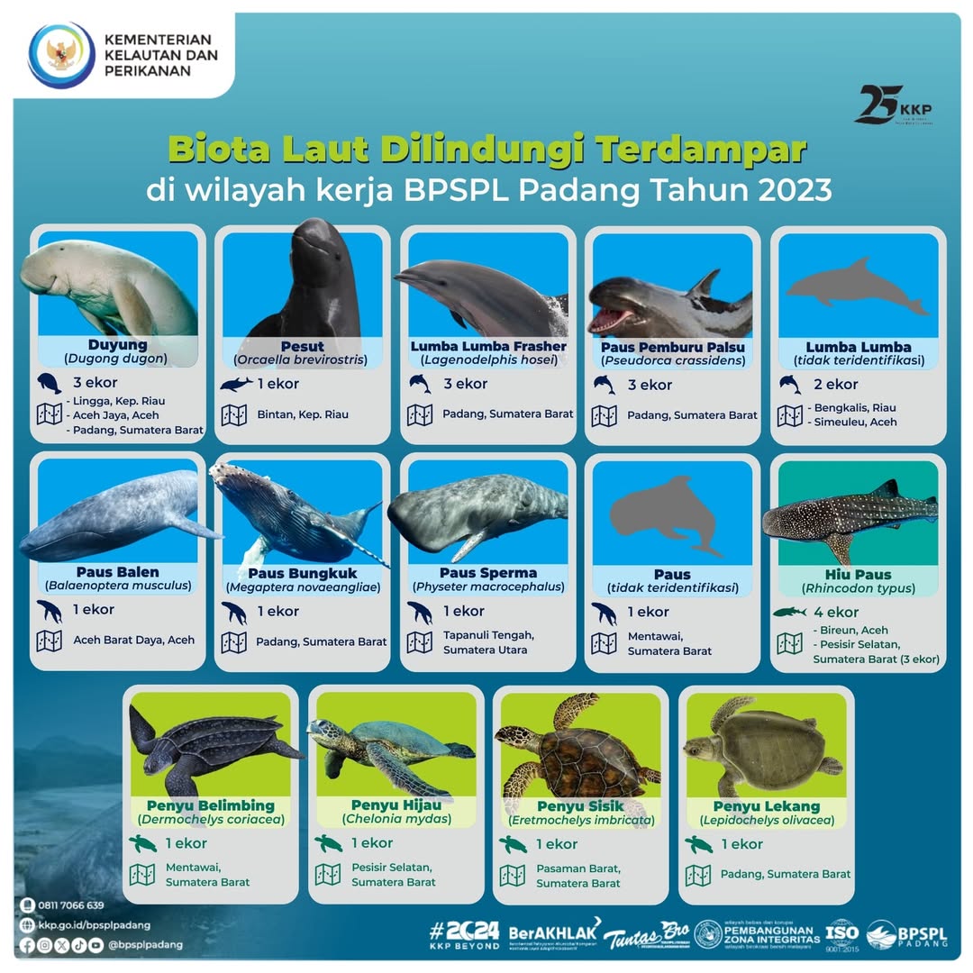 Biota Laut Dilindungi Terdampar Tahun 2023