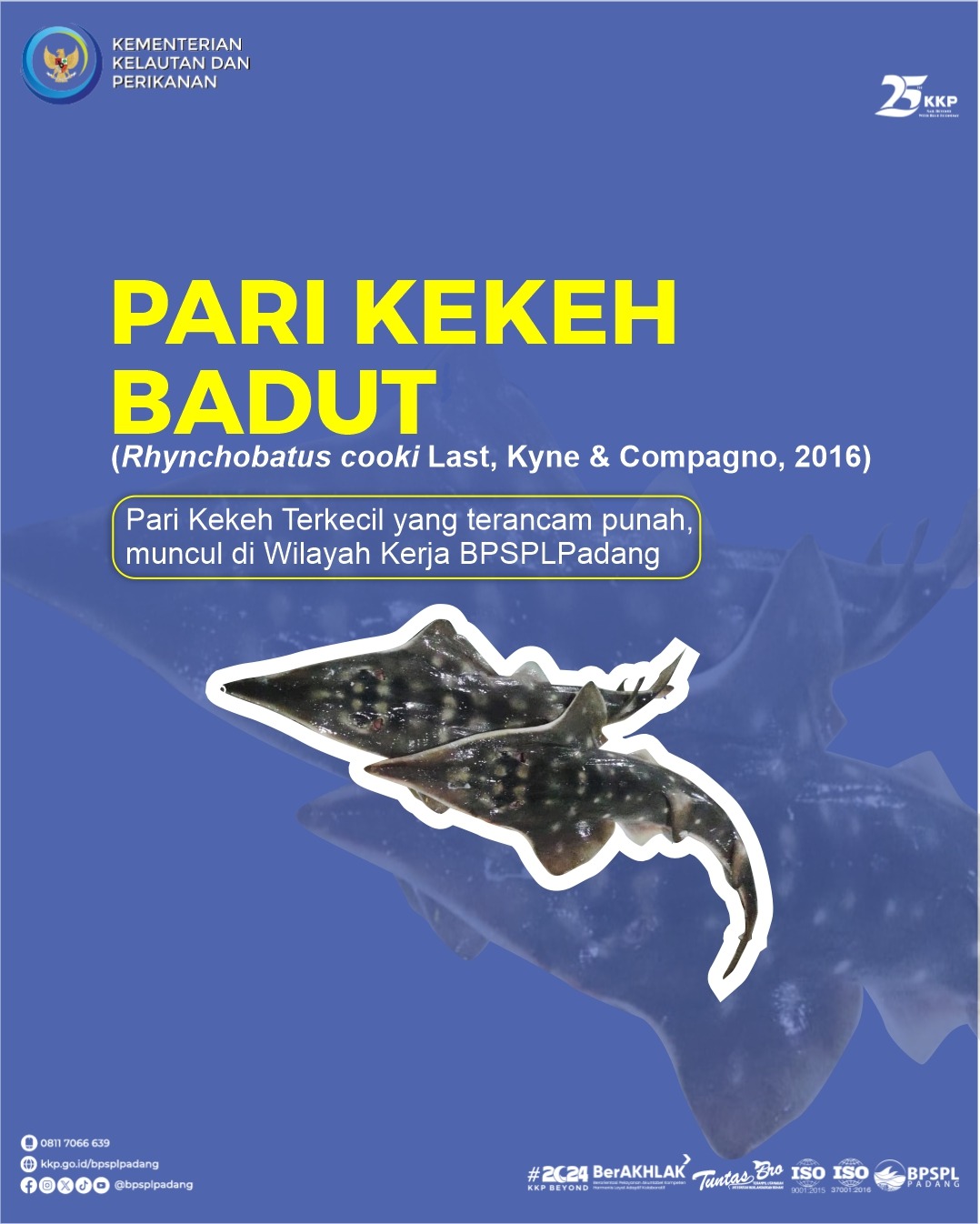 Mengenal Pari Kekeh Badut yang hampir Punah