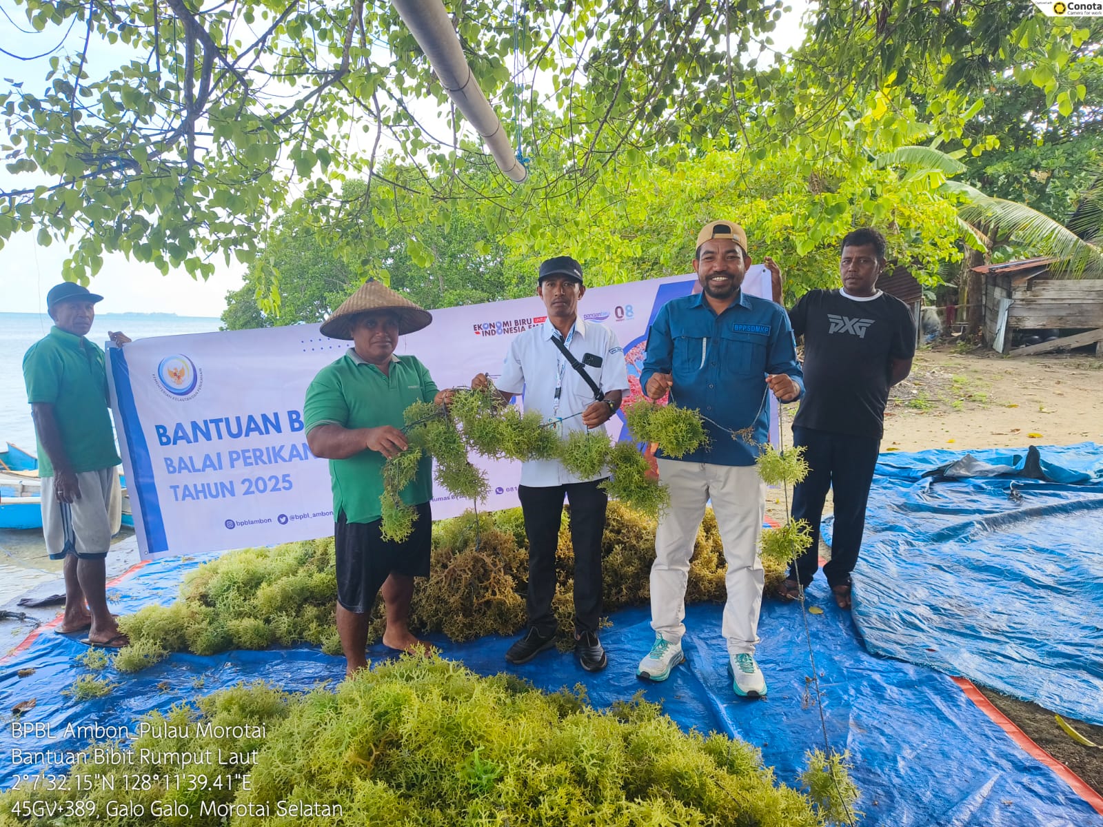 Distribusi Bantuan Bibit Rumput Laut di Kabupaten Pulau Morotai