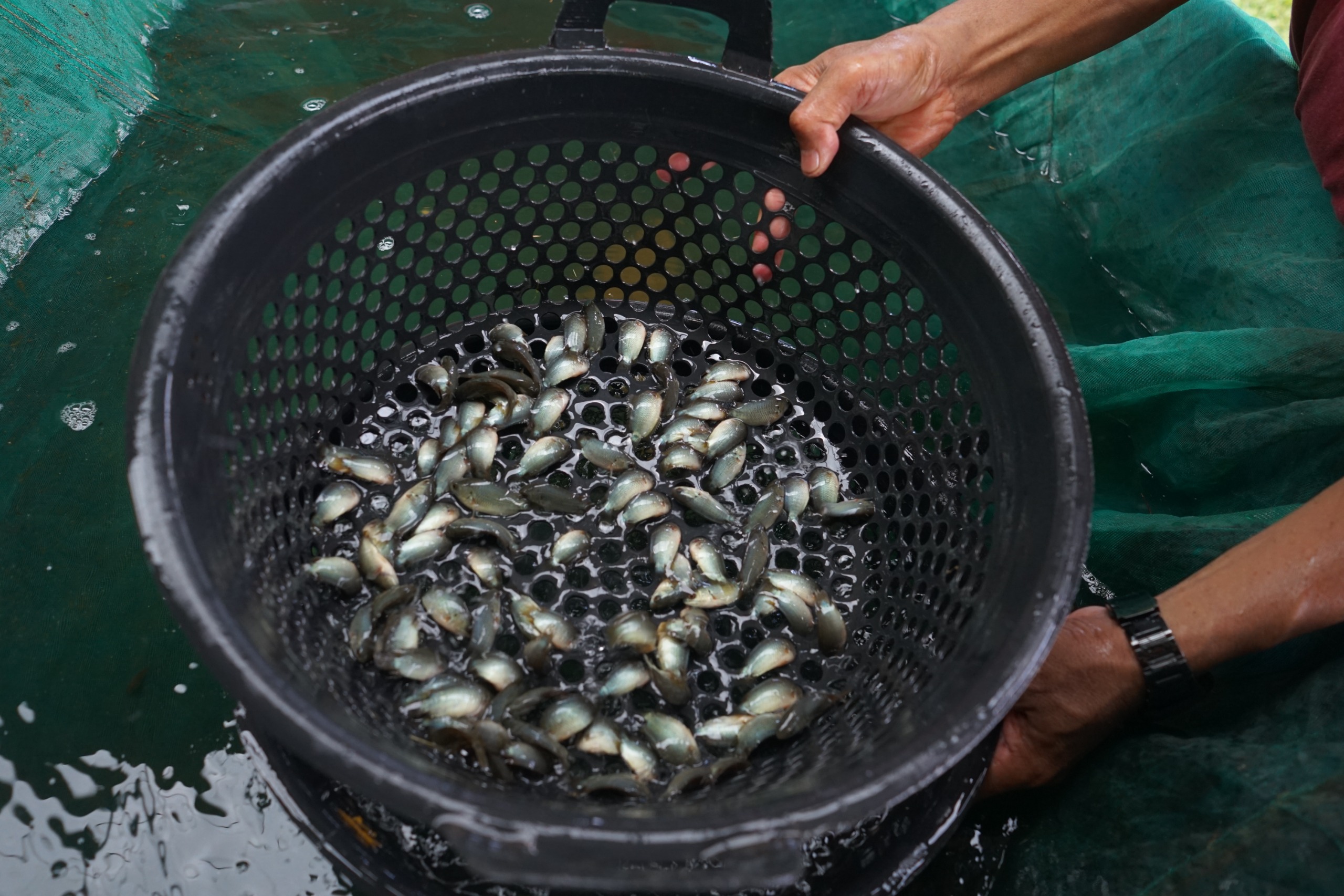 Keanekaragaman Ikan BPBAT Mandiangin