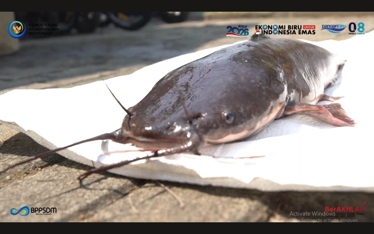 Kenalan Dengan Lele Mutiara